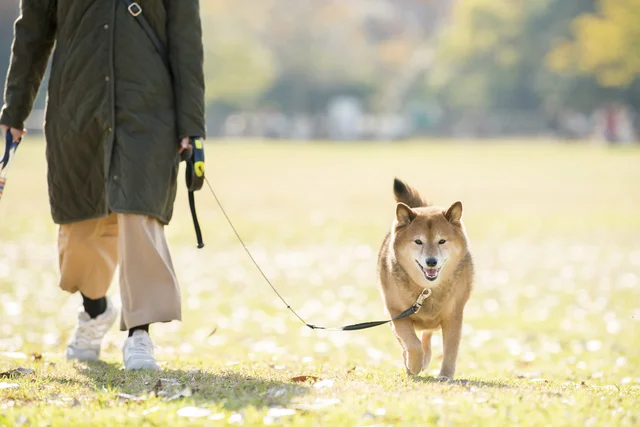 起源は天敵のオオカミ!? イヌとヒトが“最高のパートナー”になった理由