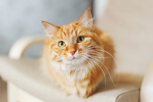 昔は子猫しか鳴かなかった!? 猫が「ニャー」と鳴く意外な理由