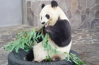 【写真】間接的にパンダを飼う方法