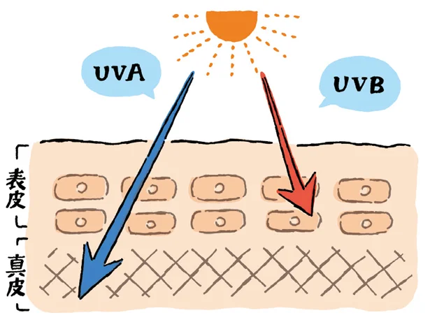 【画像を見る】紫外線には2種類ある！
