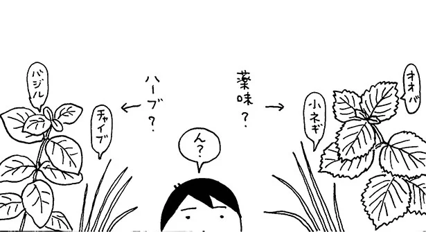 「香草」ってなんだ？【大田垣晴子さん】ちょっとお得でとってもおいしい！自宅で育てる薬味とハーブ(2)【連載】