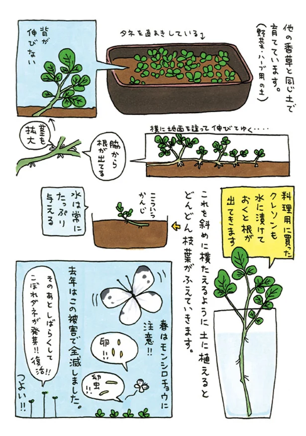 出典：うちの香草 育てる 食べる 薬味とハーブ18種