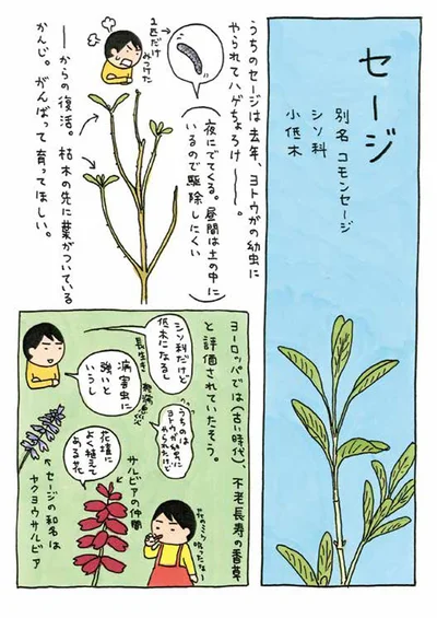 【画像を見る】ヨーロッパでは“不老長寿に香草”!?