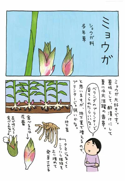 【画像を見る】いつも私たちが食べているのは「ミョウガ」の花蕾です