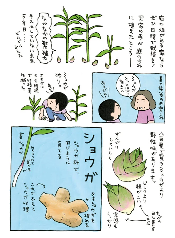 出典：うちの香草 育てる 食べる 薬味とハーブ18種