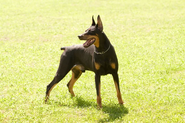 ドーベルマン数匹を放し飼いにするご近所さん。 犬のためにも穏便に解決したい【お悩み相談】