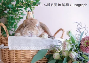 3匹のうさぎさんはみんな個性豊かで心を奪われます!「プーチン、マーチン、ミーチャ/usagraph」うさぎしんぼる（1）【連載】