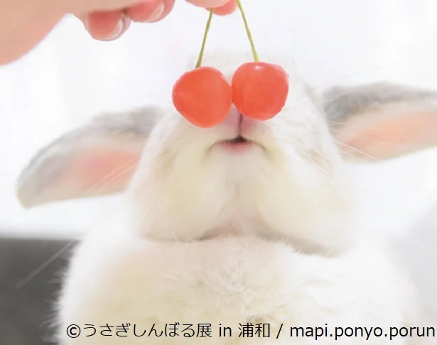 出典:「うさぎしんぼる展」公認! うさぎしんぼる写真集
