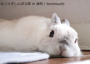 初対面の人にもすぐごあいさつしに駆け寄る♪「とろ/toronouchi」うさぎしんぼる（3）【連載】