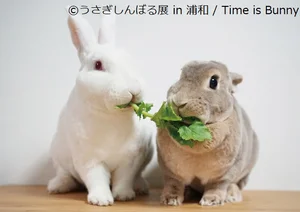 おおらかで人懐っこくとっても甘えん坊♪「弥兎 、うづら/Time is Bunny」うさぎしんぼる（6）【連載】