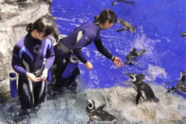 全羽のペンギンに行き渡るようゴハンのあげ方を工夫する様子や飼育スタッフのチームワークが見られる、ペンギンのフィーディングタイム