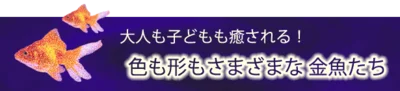 大人も子どもも癒される！色も形もさまざまな金魚たち