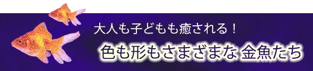 大人も子どもも癒される！色も形もさまざまな金魚たち