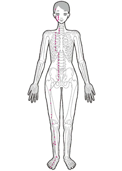 〈足の陽明胃経〉