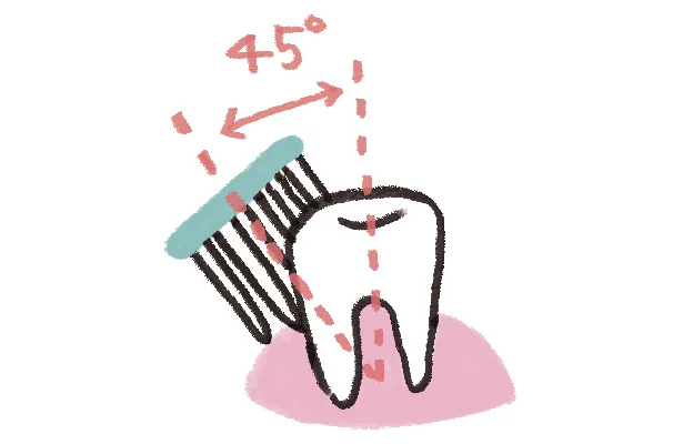 【写真を見る】歯と歯ぐきのすき間を少しずつ磨く