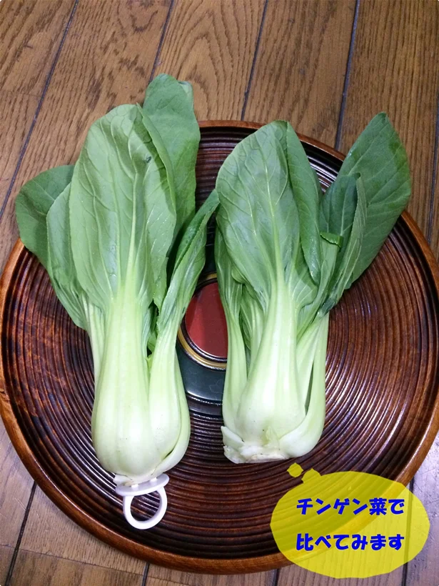 「野菜フレッシュキーパー」をチンゲン菜に刺してみました