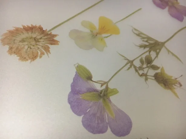 【画像】間近でみても本物のお花のよう…とってもキレイです