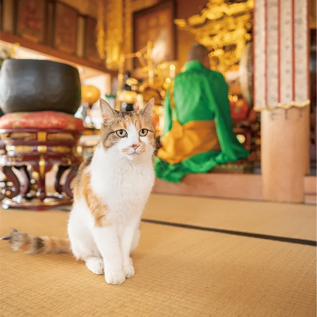 お散歩中のヒミツを解禁!? Twitterの人気猫ちゃんたちが頑張ったフォトエッセイ集イベントに潜入！
