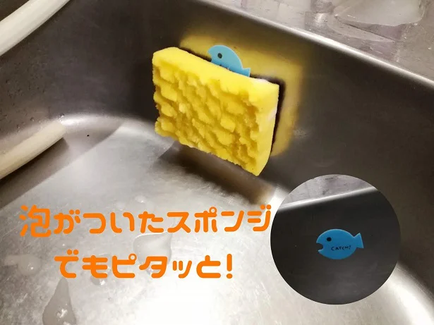 魚がスポンジをパクっ