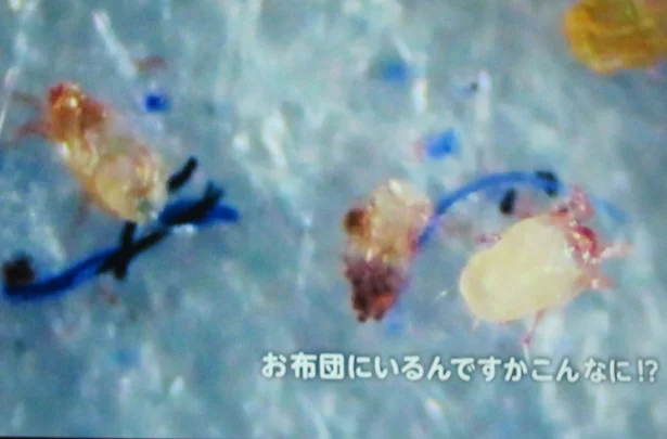 掃除機かけるだけじゃNG!? 洗濯でできるダニ対策に注目