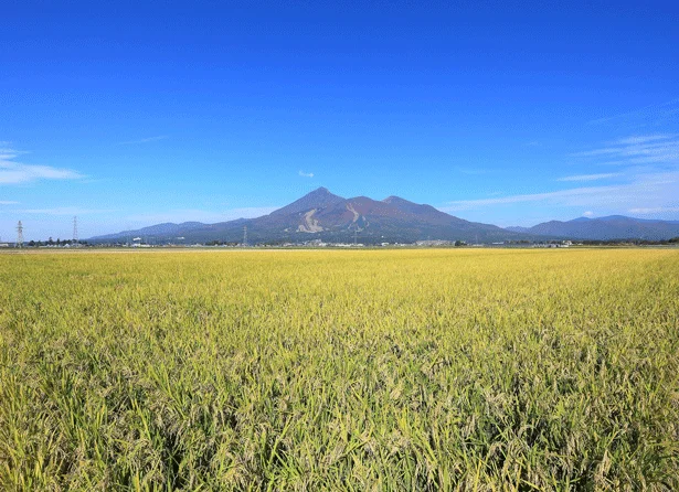 天に向かってまっすぐに伸びる、 力強い稲。