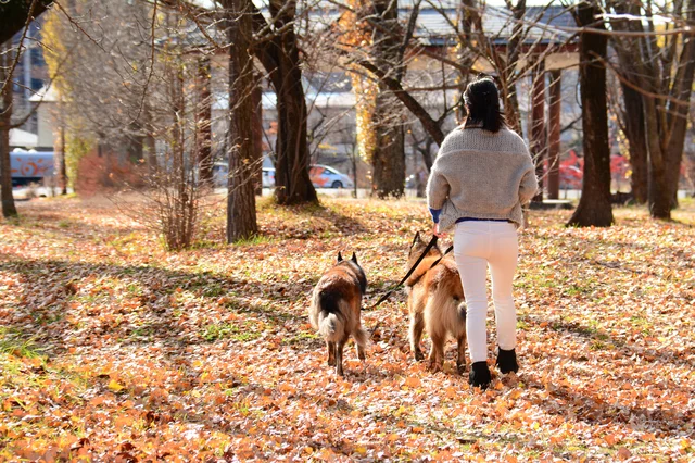犬が多い地域に住む犬が苦手な私。自転車カバーにおしっこをされて困っています【お悩み相談】
