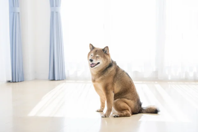 犬に触った手で赤ちゃんに触らないで…！ 義実家の室内犬が好きになれません【お悩み相談】
