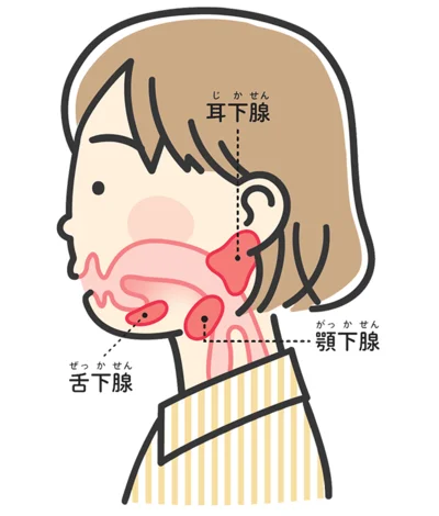 ▷唾液は3つの唾液腺で作られている