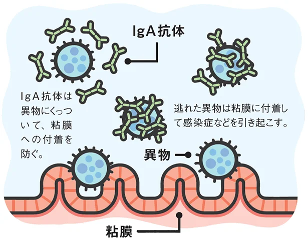 ▷IgAの免疫効果のメカニズム