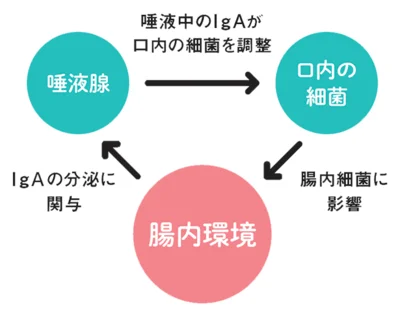 ▷唾液と腸内環境は互いに関係し合っている