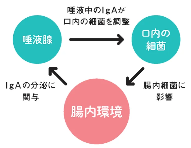 ▷唾液と腸内環境は互いに関係し合っている