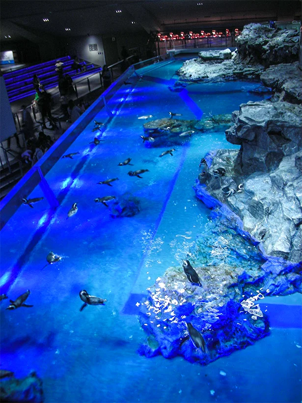 マゼランペンギンたちが泳ぎ回るペンギンプール。6階から見下ろすと、まるで大空をゆったりと飛び回っているように見えますが…