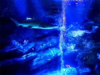 世界自然遺産の「小笠原諸島」の海をテーマにした水深6mの東京大水槽。大型の生き物たちの迫力のある泳ぎを見ることができます。