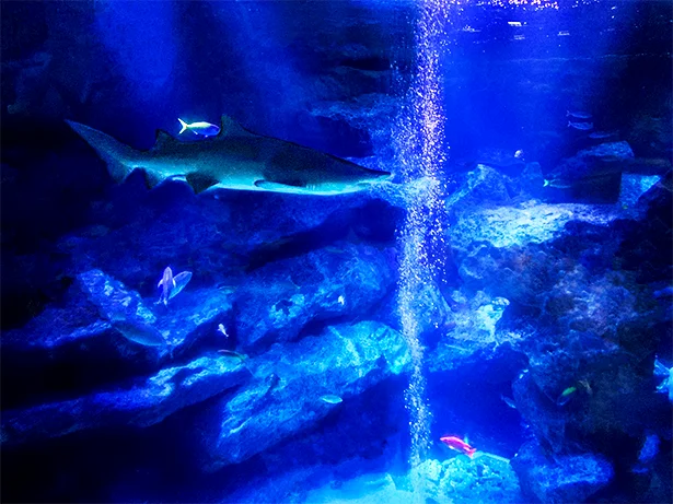 世界自然遺産の「小笠原諸島」の海をテーマにした水深6mの東京大水槽。大型の生き物たちの迫力のある泳ぎを見ることができます。