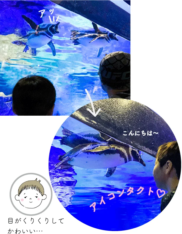 人なつっこいしぐさがカワイイ、すみだ水族館のマゼランペンギンたち。人間の姿を見かけると近寄ってきてくれる子もいます。