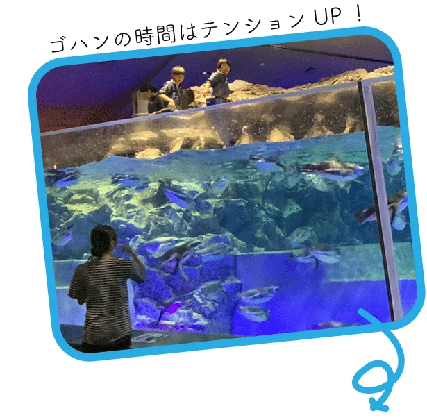 ゴハンの時間はテンションUP!で泳ぎ回るペンギンたち