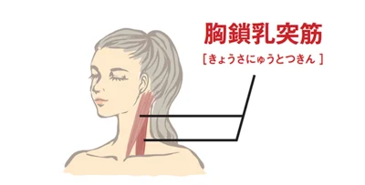 胸鎖乳突筋は、首を回したり曲げたりするときに使う重要な筋肉で、この筋肉の周りをほぐすことが首こりに効果的といわれる。