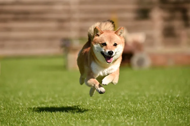 おてんば はオランダの言葉だった 犬 は ケンケン から 鳴き声に由来する動物漢字 大人の最強雑学1500 31 画像3 3 レタスクラブ