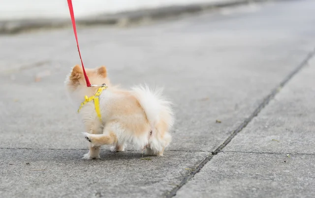 ペットのおしっこの不始末を疑われている隣人。どうしたら助けられますか？【お悩み相談】