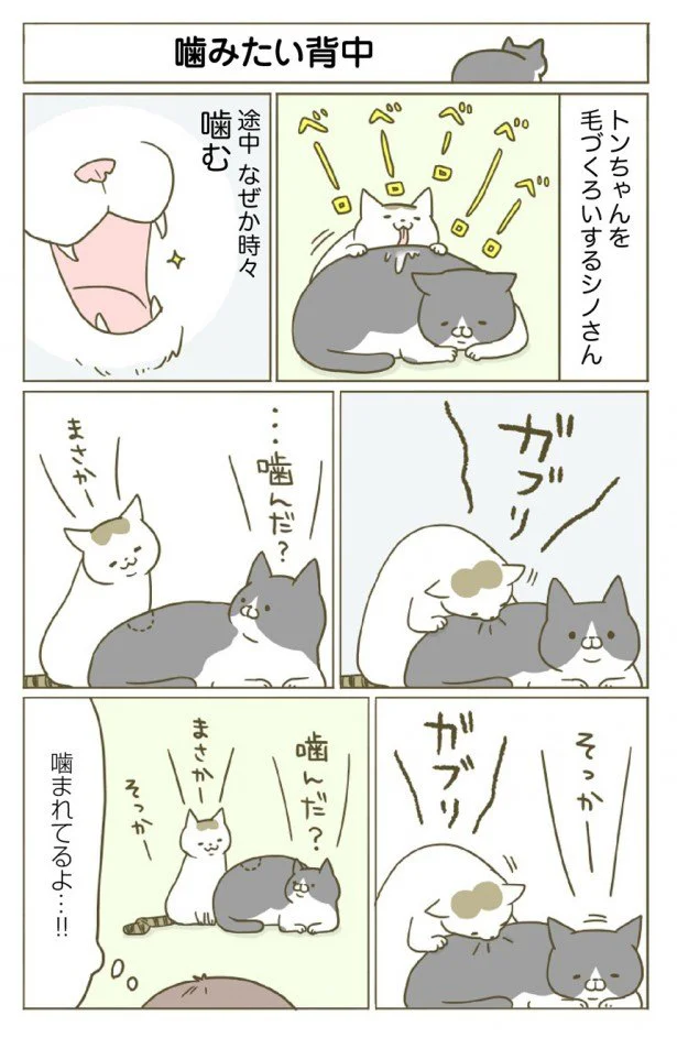 【画像を見る】仲良し毛づくろい