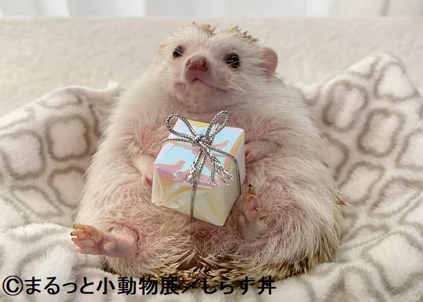 抱っこが大好きな甘えん坊さん「しらす」【ハリネズミ】　まるっと小動物（1）