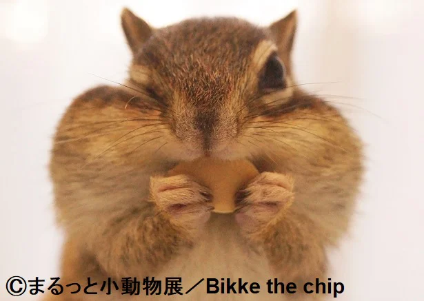 野性味あふれるアグレッシブな姿が魅力「ビッケ」「トッド」【シマリス】　まるっと小動物（2）