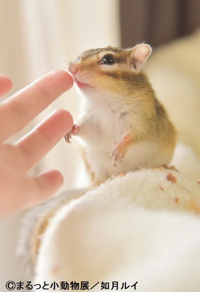 SNSで超人気！小動物のキュートすぎる表情が話題