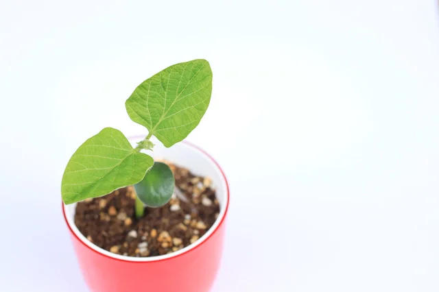 3人の子供をかかえコロナ不安…。花、野菜を育てることで気持ちが楽に【体験記】