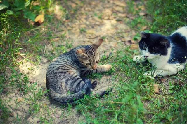 私は猫が苦手っていったのに…。 同じ敷地内で猫を自由に飼う義妹に不満が【お悩み相談】
