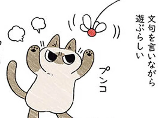 怒りながら遊ぶあずきさん　シャム猫あずきさんは世界の中心（5）