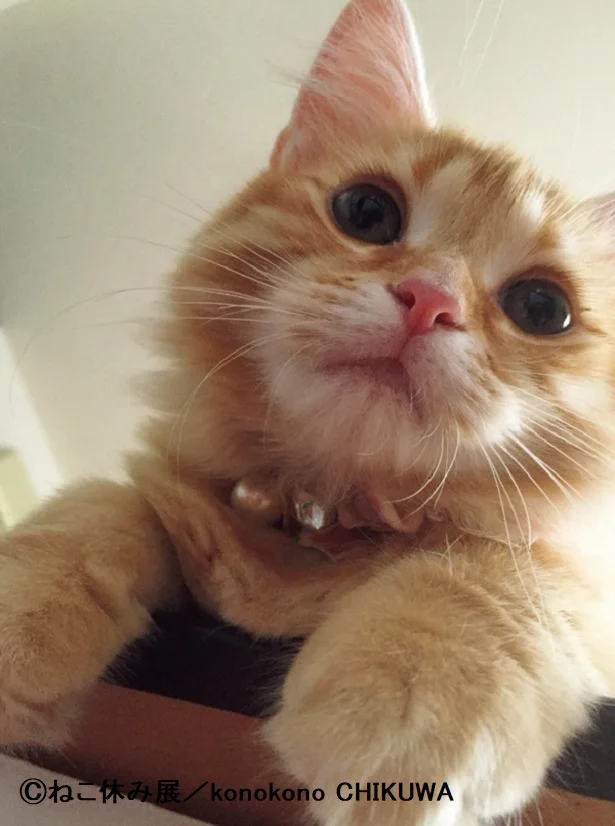 猫なのに二重！？ 「ねこ休み展」スピンオフ公認！ まるごとちくわ（1）