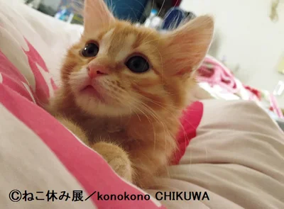 【画像】愛らしすぎる…！ちくわの子猫時代