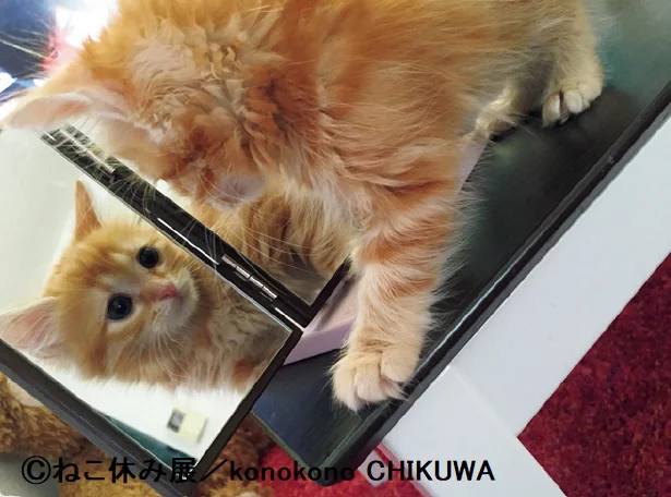 猫なのに二重 ねこ休み展 スピンオフ公認 まるごとちくわ 1 レタスクラブ