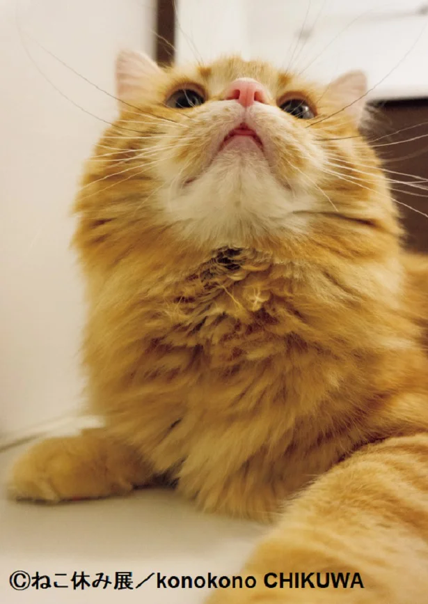 お風呂場好き 「ねこ休み展」スピンオフ公認！ まるごとちくわ（2）
